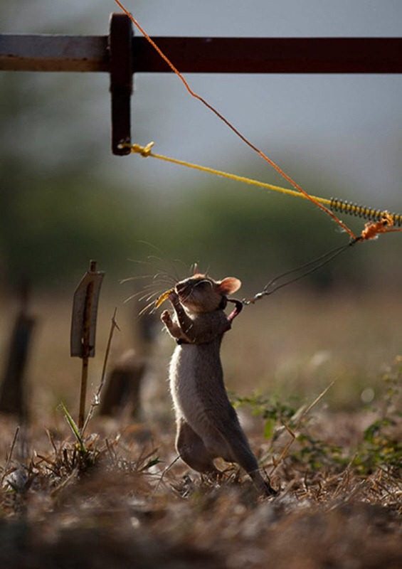 herorats (4) herorats (4)