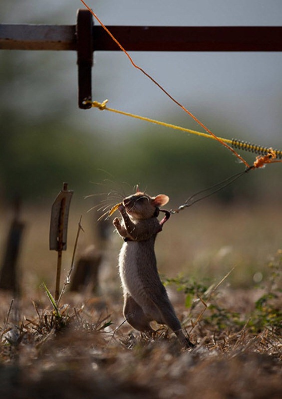 herorats (4)