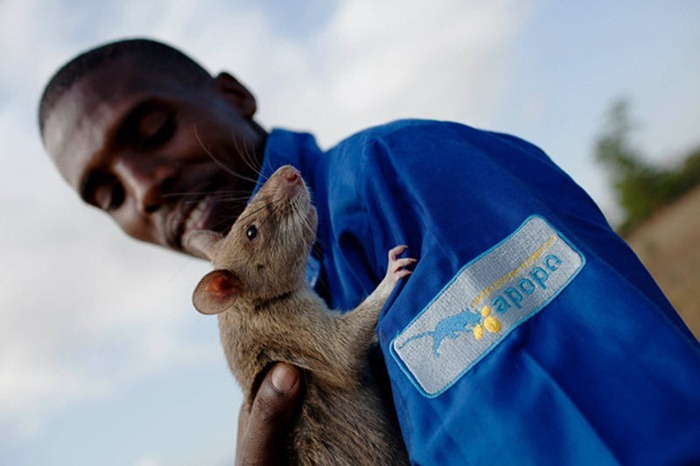 herorats (6) herorats (6)