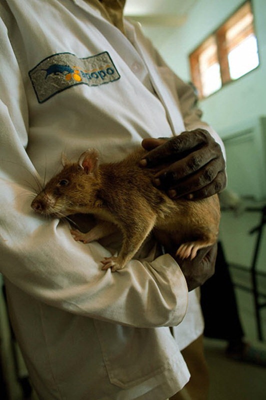 herorats (13) herorats (13)
