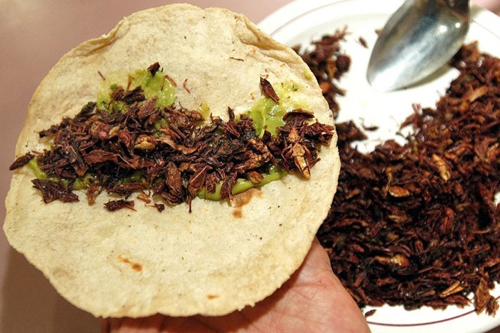 பூச்சிகளை சாப்பிடும் மனிதர்கள்... Food-as-insects%20%283%29%5B2%5D