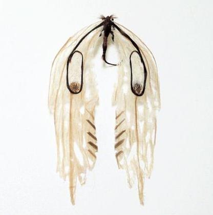 human-hair-insects5 human-hair-insects5