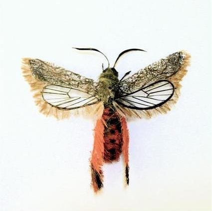 human-hair-insects8 human-hair-insects8