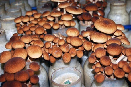 mushroom-tunnel11 mushroom-tunnel11