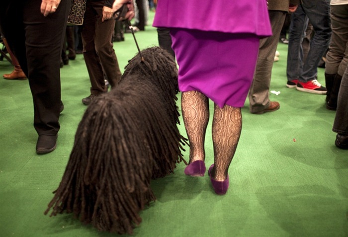 westminister-dog-show-2011-09 westminister-dog-show-2011-09
