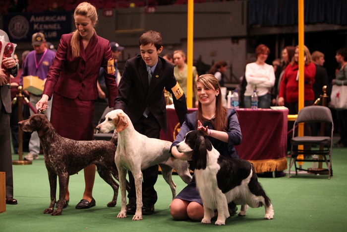 westminister-dog-show-2011006 westminister-dog-show-2011006