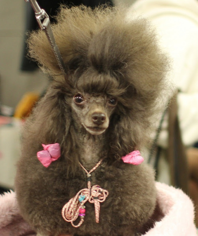 Miniature Poodle in pink