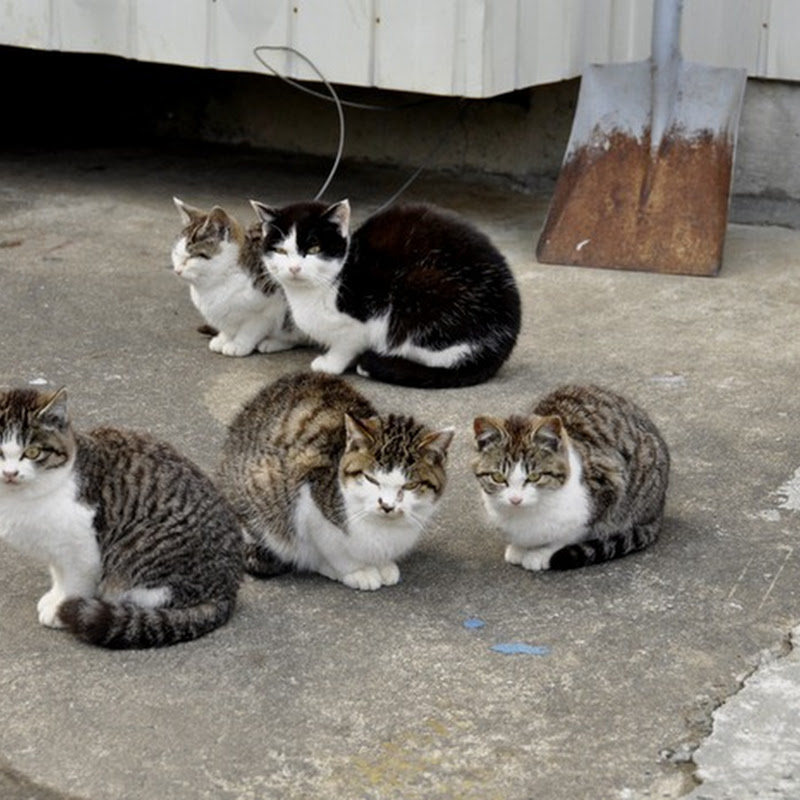 Tashirojima The Cat Island of Japan Amusing