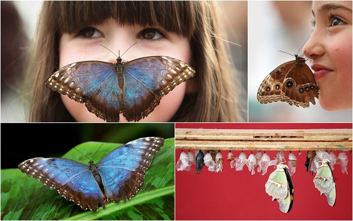 معرض في لندن للفراشات الاكثر اثارة حول العالم Sensational%20butterflies%5B2%5D