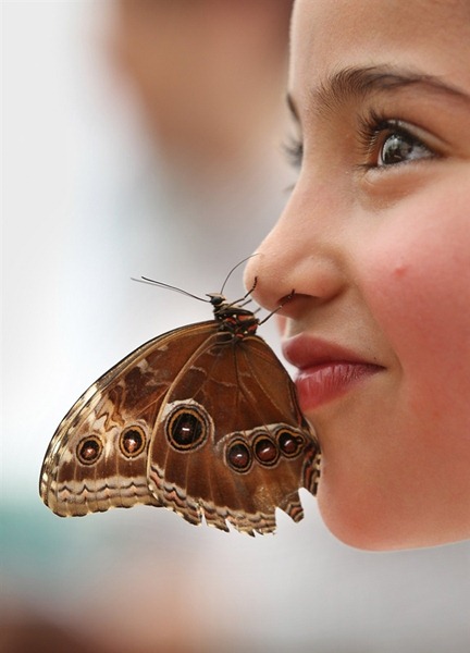 معرض في لندن للفراشات الاكثر اثارة حول العالم Butterfly-exhibition2%5B4%5D