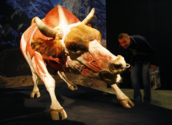 body-world-animals2 body-world-animals2
