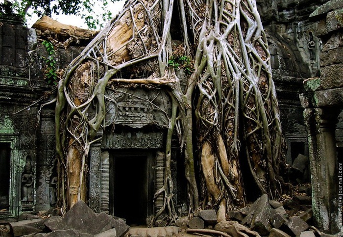 ta-prohm8