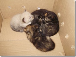 Imagem_096