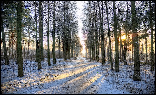 Evening Winter Park and the shadows ... (Вечерний зимний парк и тени...)