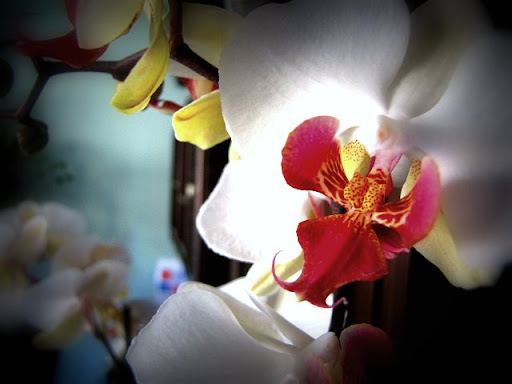 Orchid