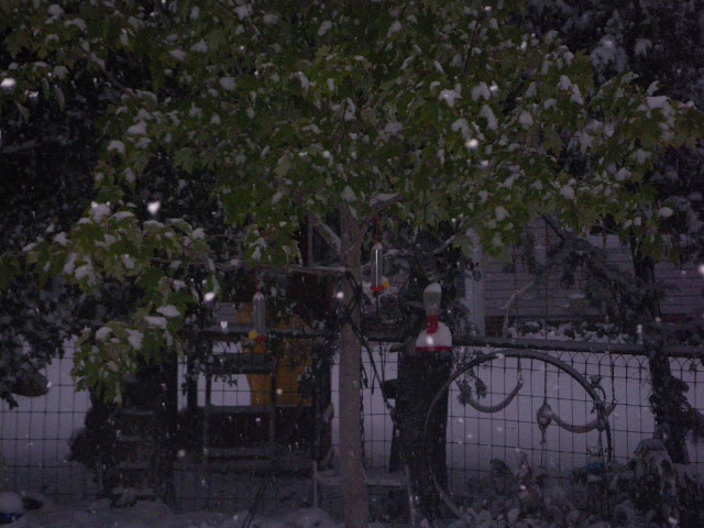 The Hummingbird Feeders hang forlornely in the Snow