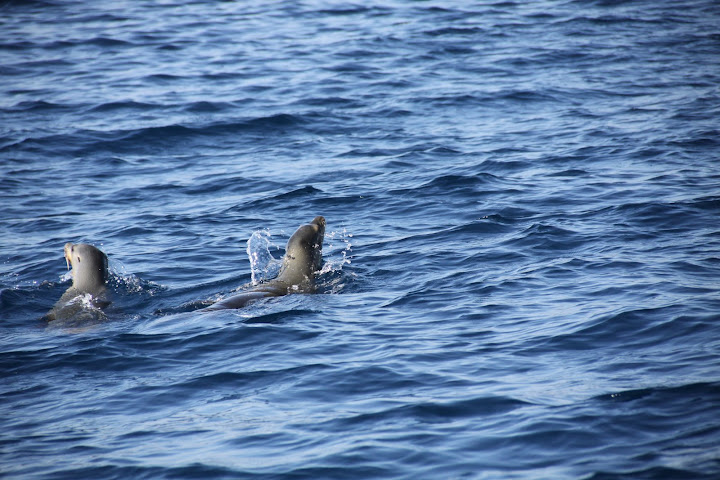 California Sea Lions
