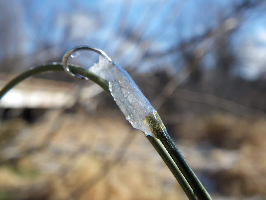Ice on the Top Top