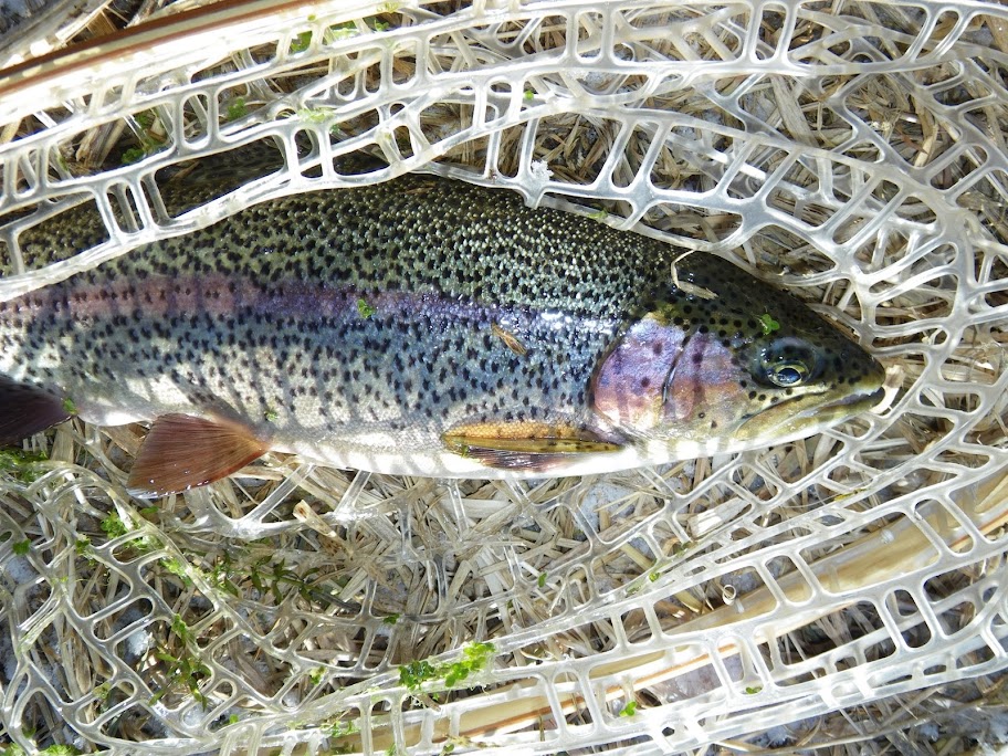 Another Nice bow from the Big Water