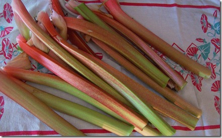 rhubarb harvest