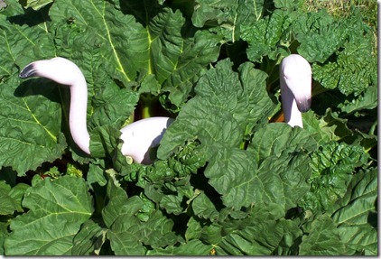 flamingoes flamingoes