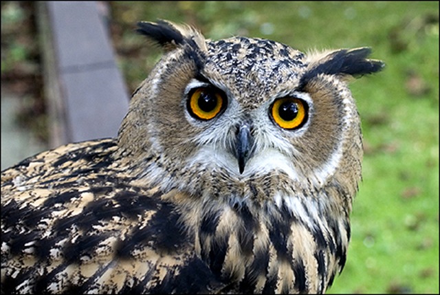 [european_owl7.jpg]