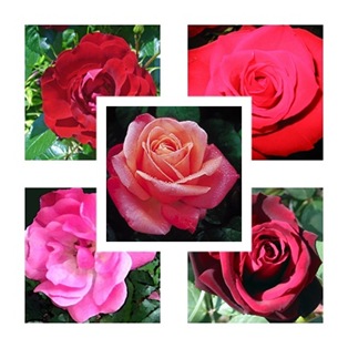 roses collage