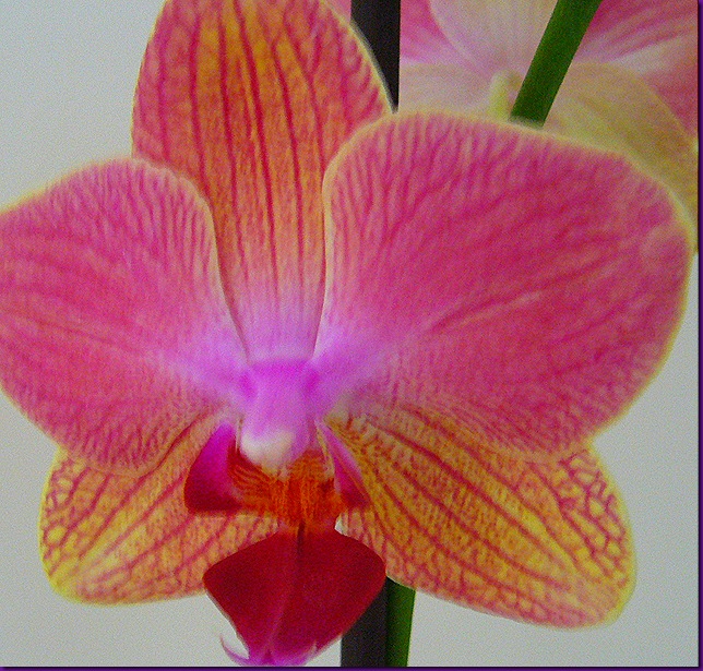 orchid 1