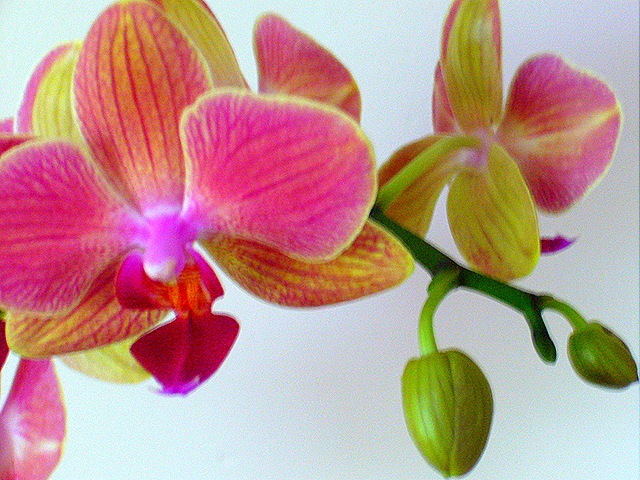 [orchid45.jpg]