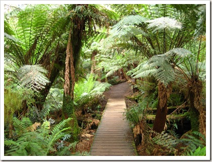 Otway Rainforest