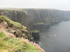 loads of seabirds and flowers