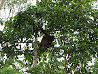 mother + baby orangutan