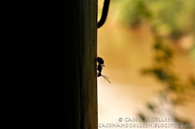 [Ant over the Mara River[5].jpg]