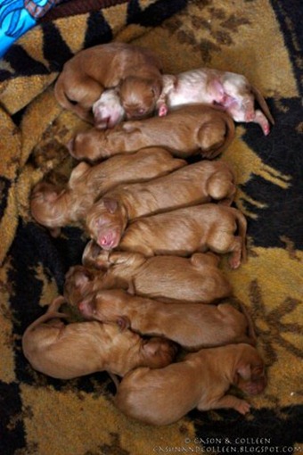 10 puppies!