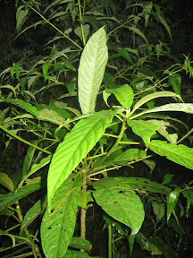 Pulus, si daun penyengat (dok. pribadi)