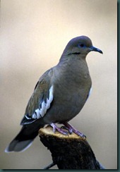 whitewing dove whitewing dove
