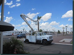 tree trim 001 tree trim 001