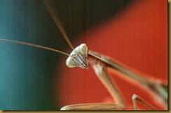 mantis face