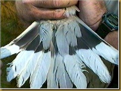 dove tail dove tail