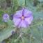 Potato bush blue