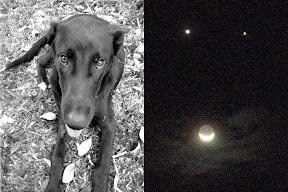 dog-stars Spot the difference