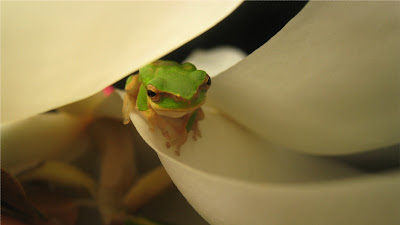 Nice Frog (Erins photo)