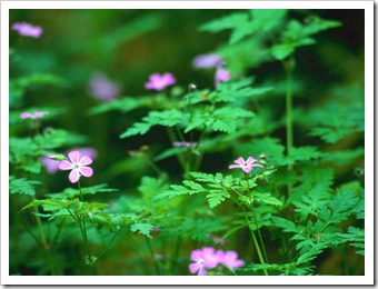 Flowers in the forest.