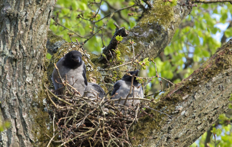 Boven de caravan