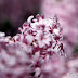 Amsterdam_5769_B_030.JPG, Flowers during tulip season at Keukenhof Gardens in the Netherlands (Yehuda Boltshauser), Keukenhof 2009