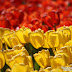 Amsterdam_5769_B_057.JPG, Flowers during tulip season at Keukenhof Gardens in the Netherlands (Yehuda Boltshauser), Keukenhof 2009