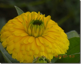 DSCN3727 DSCN3727