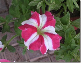 DSCN6812 DSCN6812