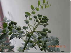 DSCN1303 DSCN1303