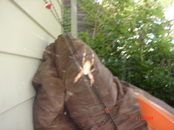 Spotting Image 1